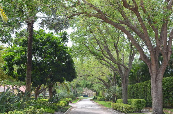 4801 Northwest 25th Way Boca Raton, FL 33434 - Photo 46 of 51 COLONNADE TREE-LINED STREETS