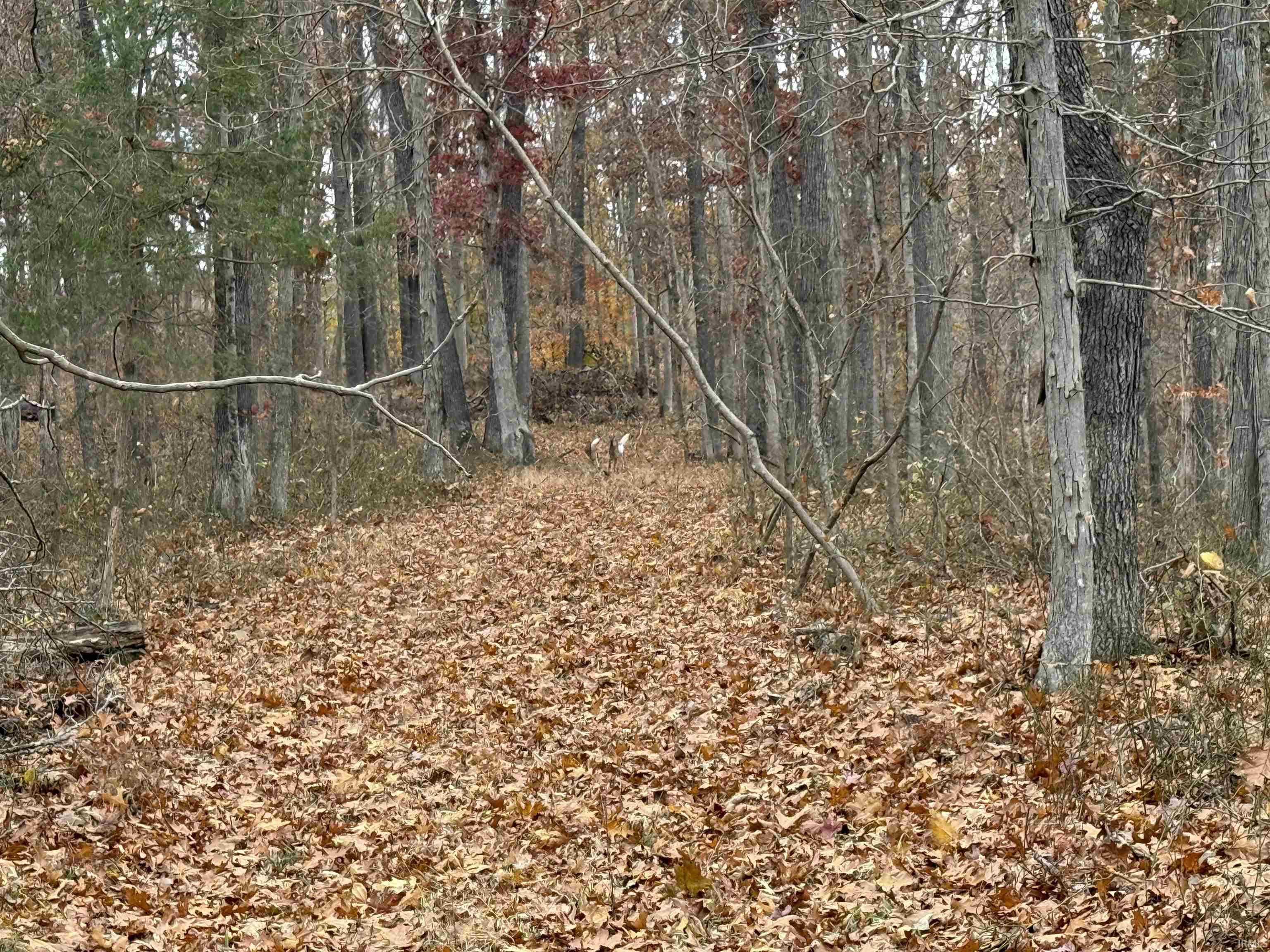 1400-block Meadows Church Road Heltonville, IN 47436 - Photo 7 of 14