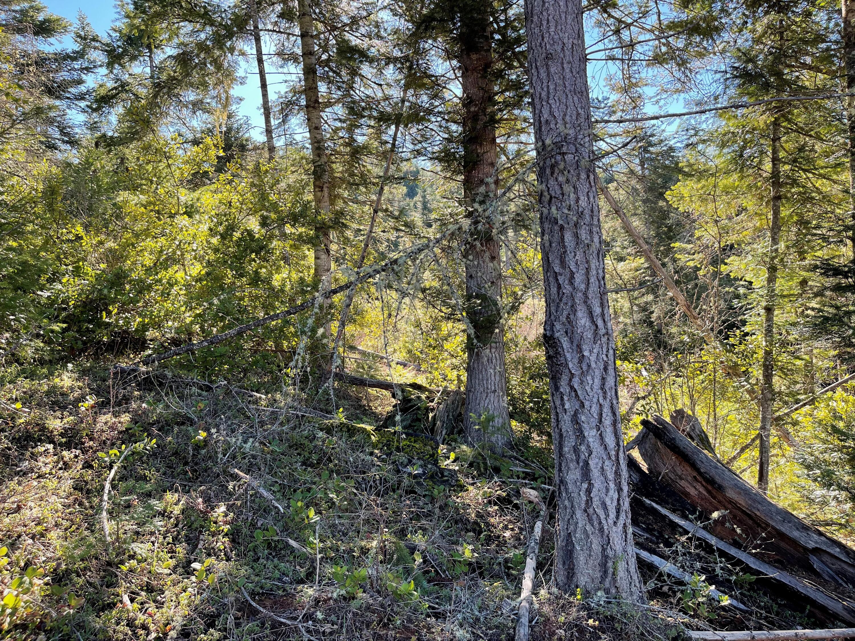 768 Tunnel Road Glendale, OR 97442 - Photo 20 of 26 24