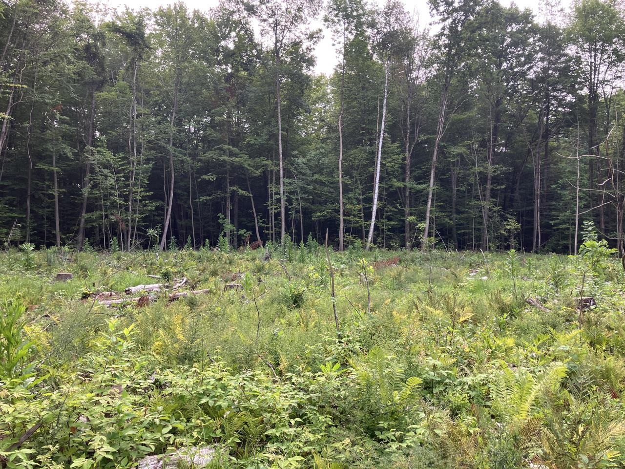Lot 9 Fern Lake Road Leicester, VT 05733 - Photo 9 of 24