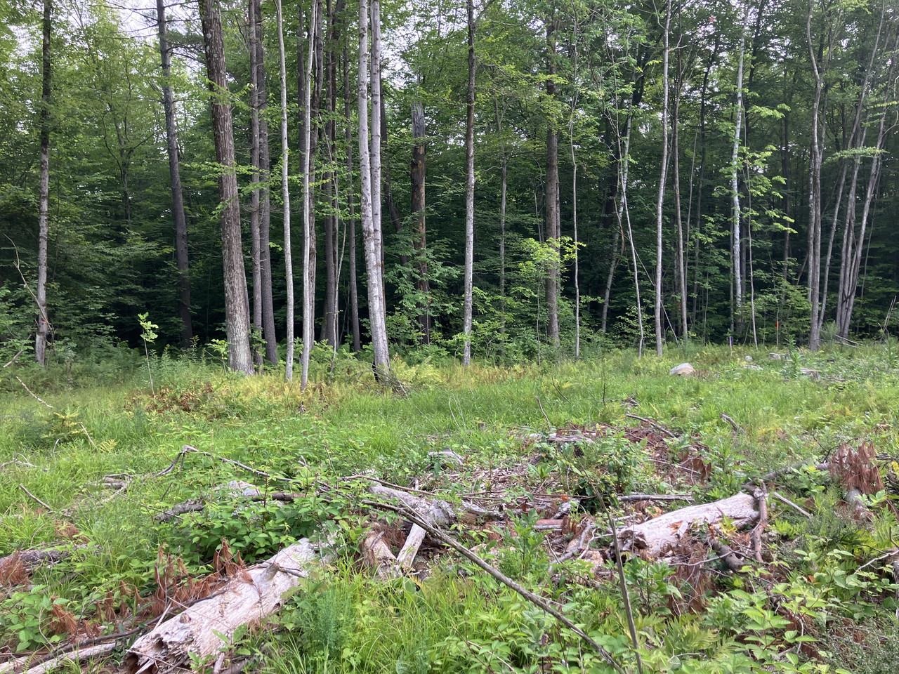 Lot 9 Fern Lake Road Leicester, VT 05733 - Photo 10 of 24