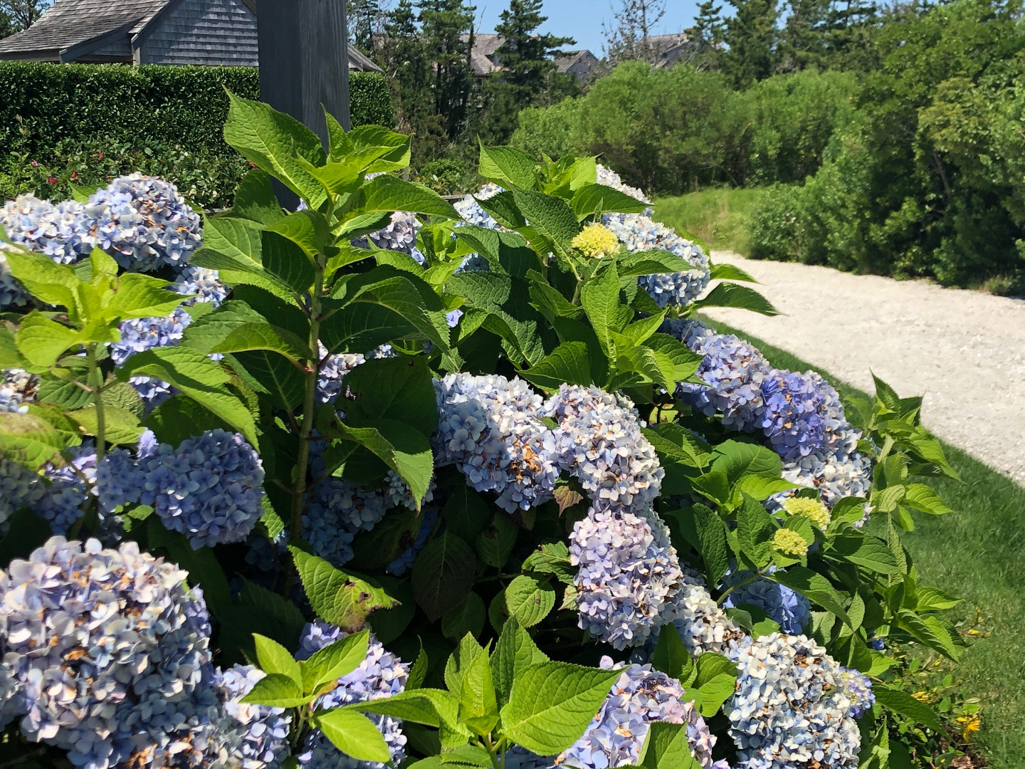 179 Eel Point Road Nantucket, MA 02554 - Photo 47 of 53