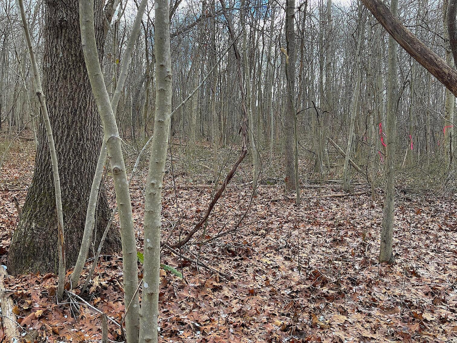 0 Hunting Run Road Lucasville, OH 45648 - Photo 3 of 39 IMG_0534