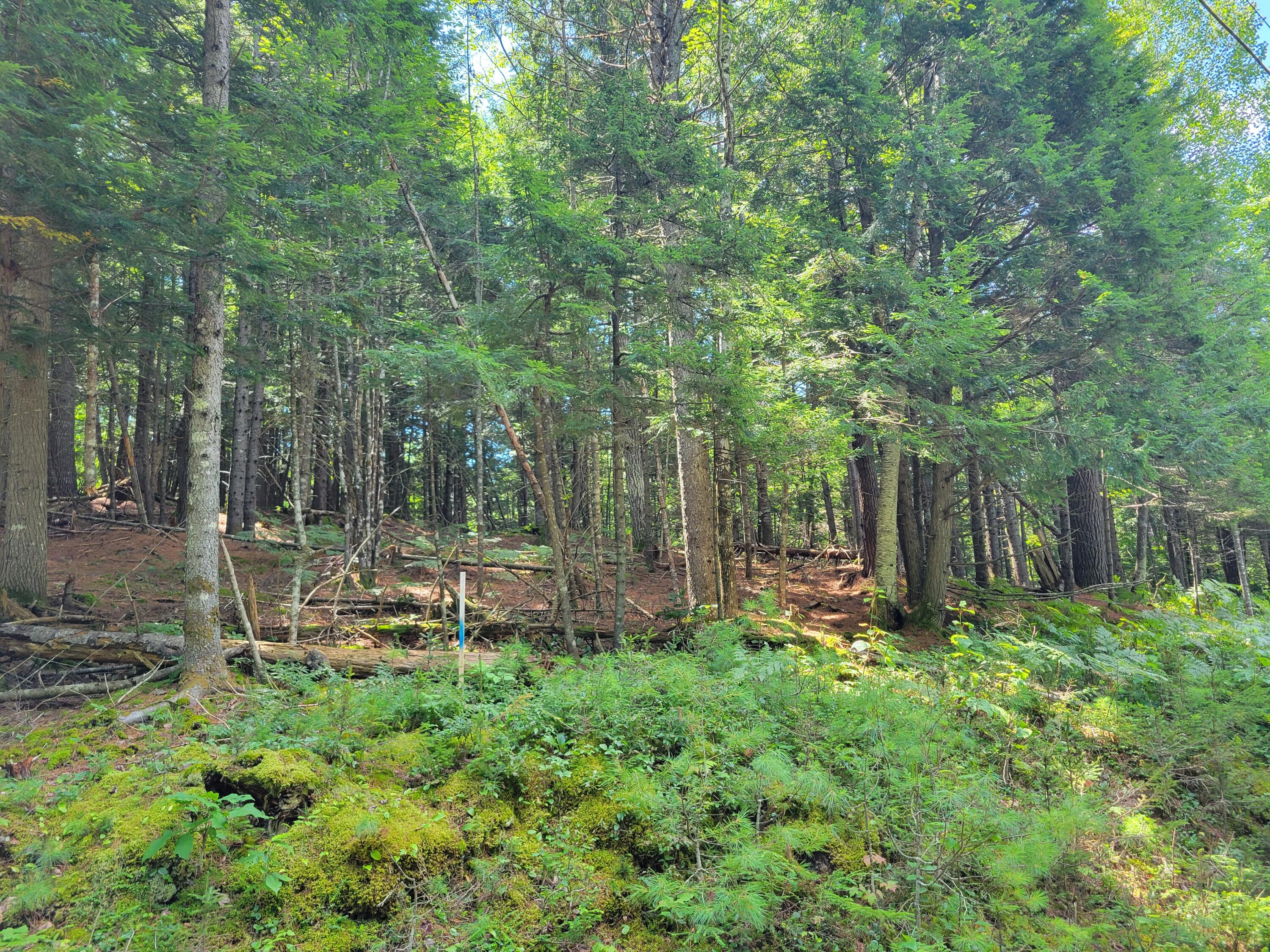 5 A Webb River Acres Road, Unit ACRES Carthage, ME 04224 - Photo 7 of 9 20240807_120903