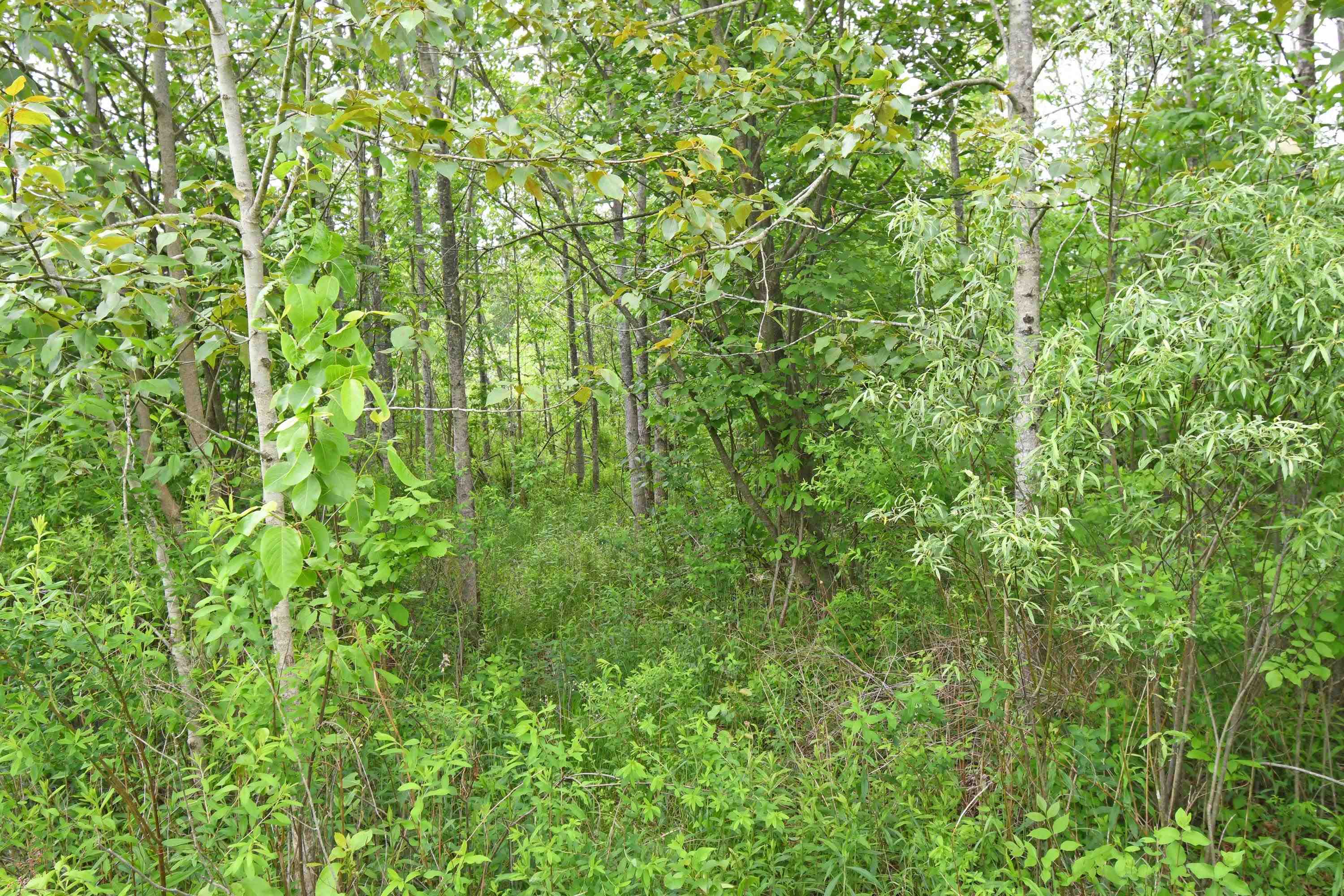 1 Alabaster Road Turner, MI 48765 - Photo 12 of 16