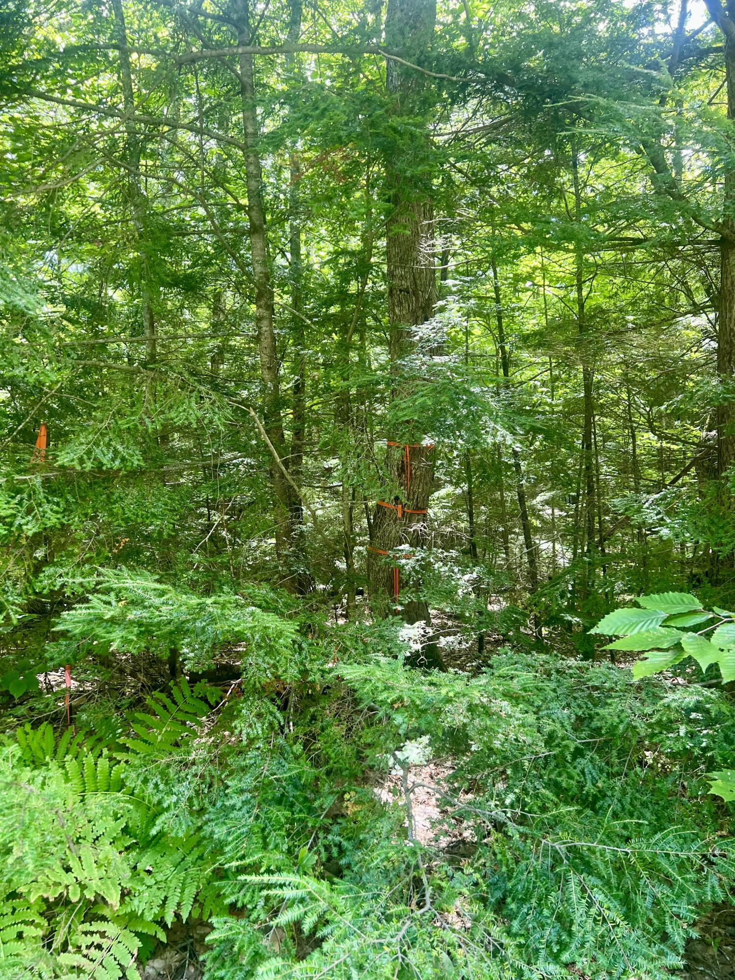 0 Heath Road Casco, ME 04015 - Photo 1 of 8 IMG_3806