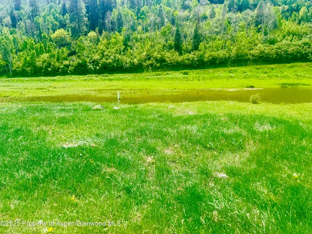 a view of a big yard with plants and large trees