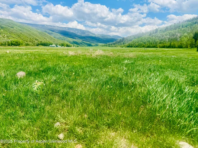 a view of a big yard with potted plants and large tree
