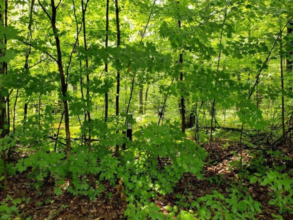 44 Swiss Alpine Reed City, MI 49677 - Photo 1 of 2 Property facing in from road