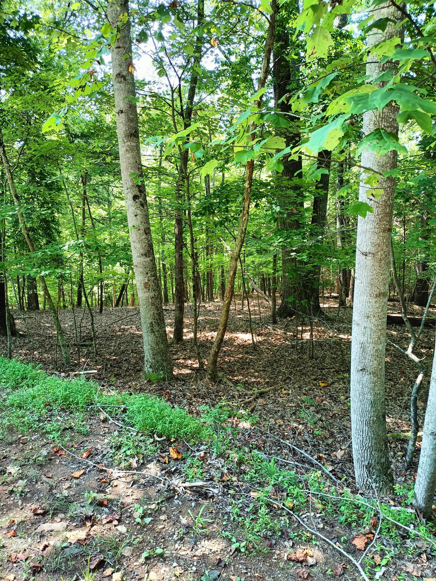 Lot 59 Old Barn Road Moneta, VA 24121 - Photo 4 of 14 a green field with lots of trees