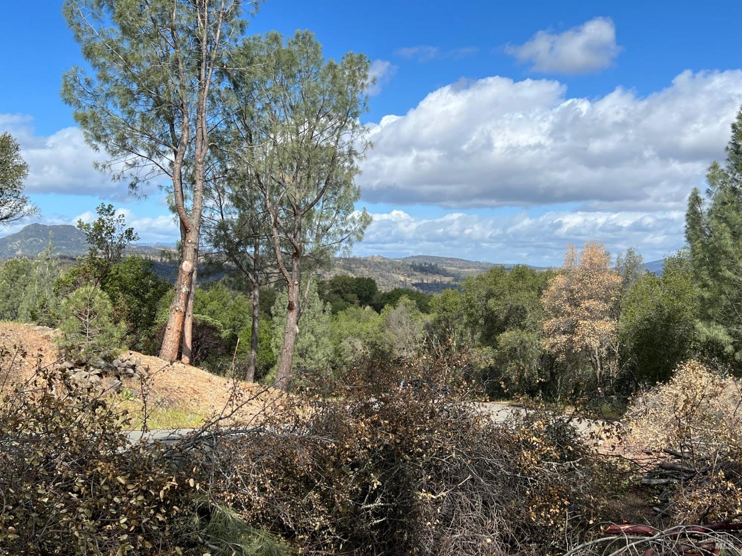 a view of a forest with trees in the background