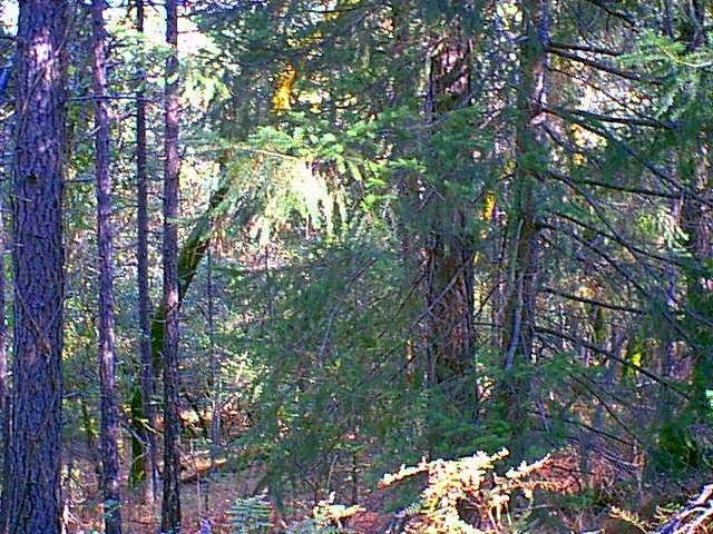 Pit Place Lakehead, CA 96051 - Photo 1 of 1 a backyard of a house with lots of green space