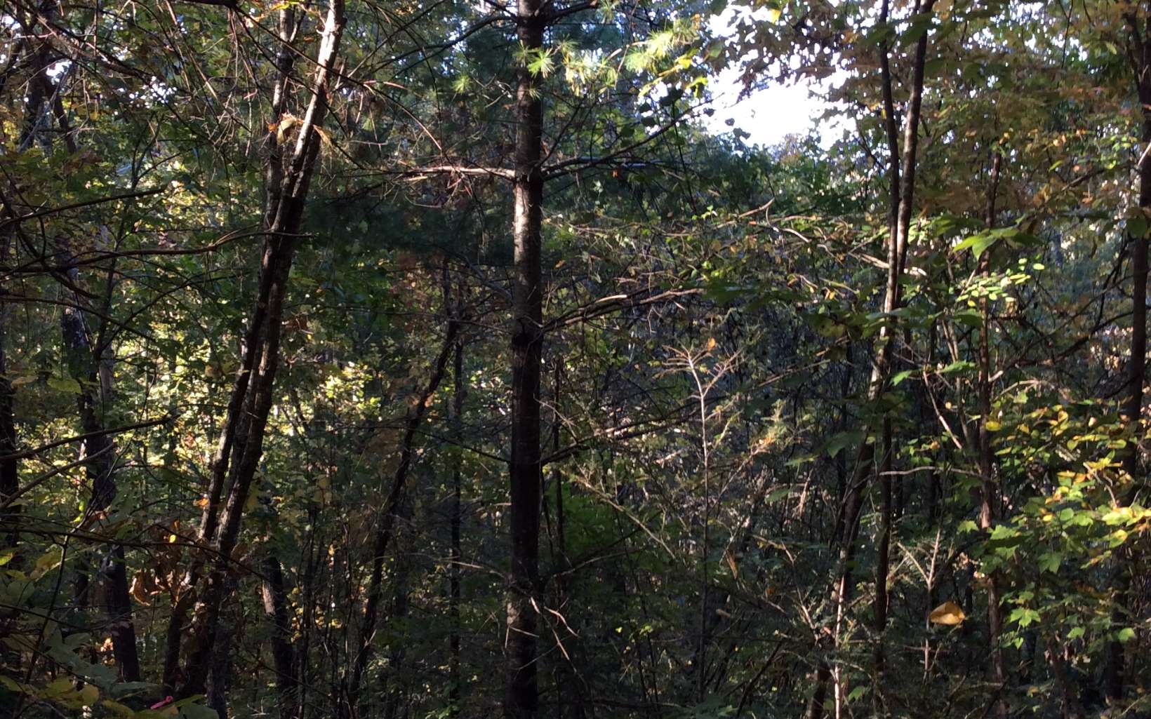 Cliff Raper Road Murphy, NC 28906 - Photo 6 of 24 Additional View