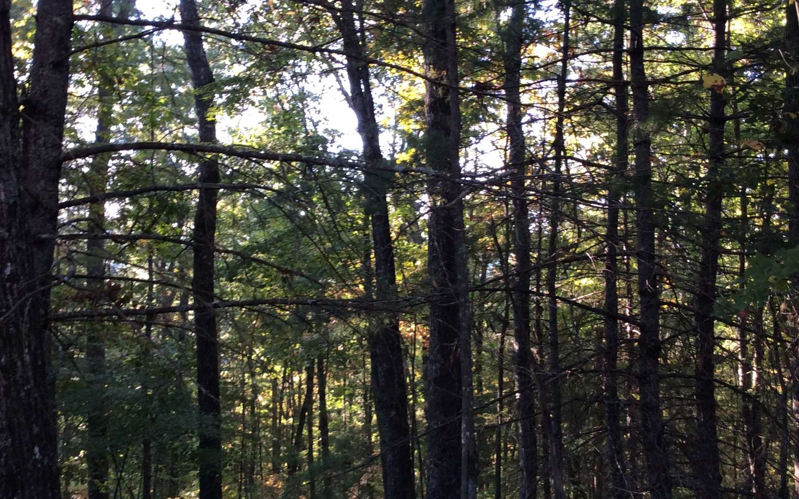 Cliff Raper Road Murphy, NC 28906 - Photo 9 of 24 Additional View