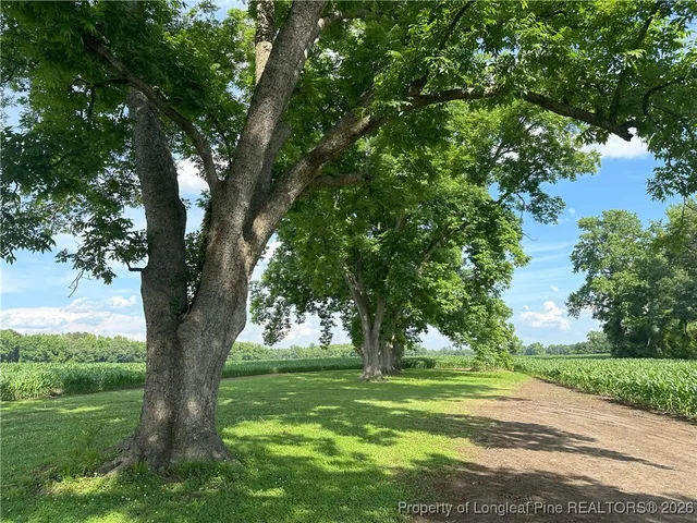 a view of a trees in a yard with a large tree