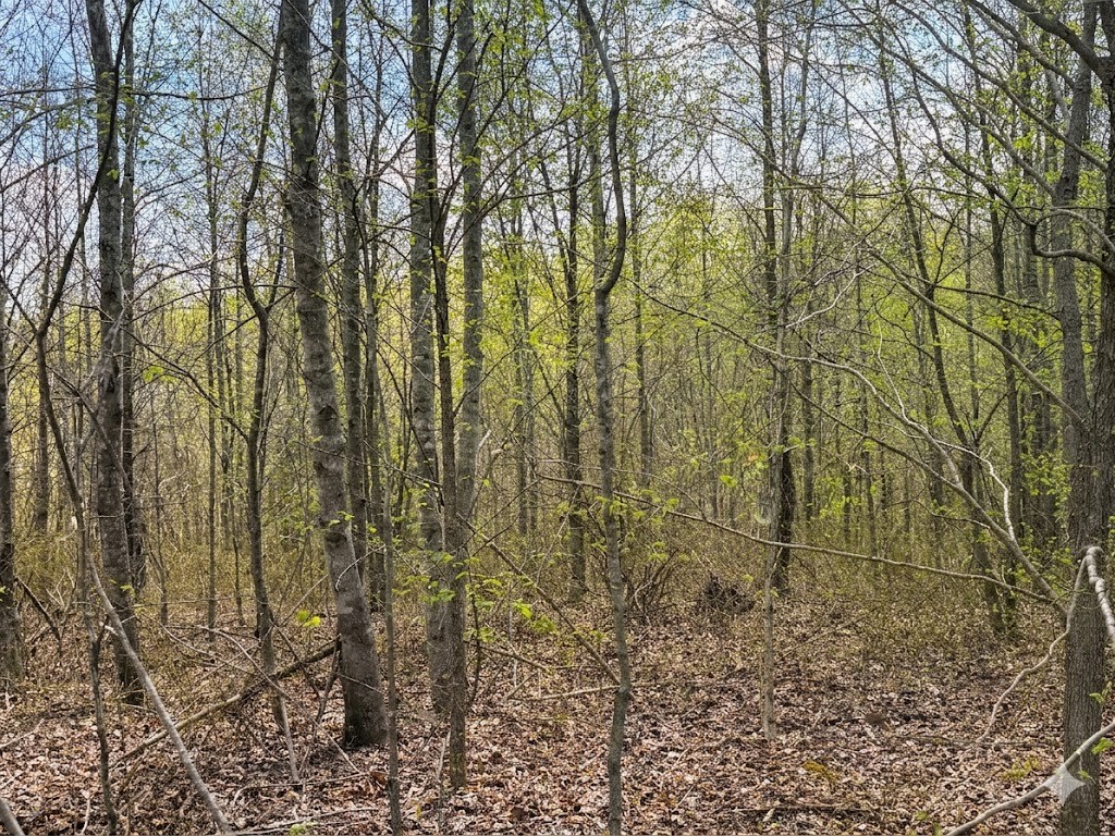 0 Topside Drive Dover, TN 37058 - Photo 12 of 31 a view of a yard with large trees