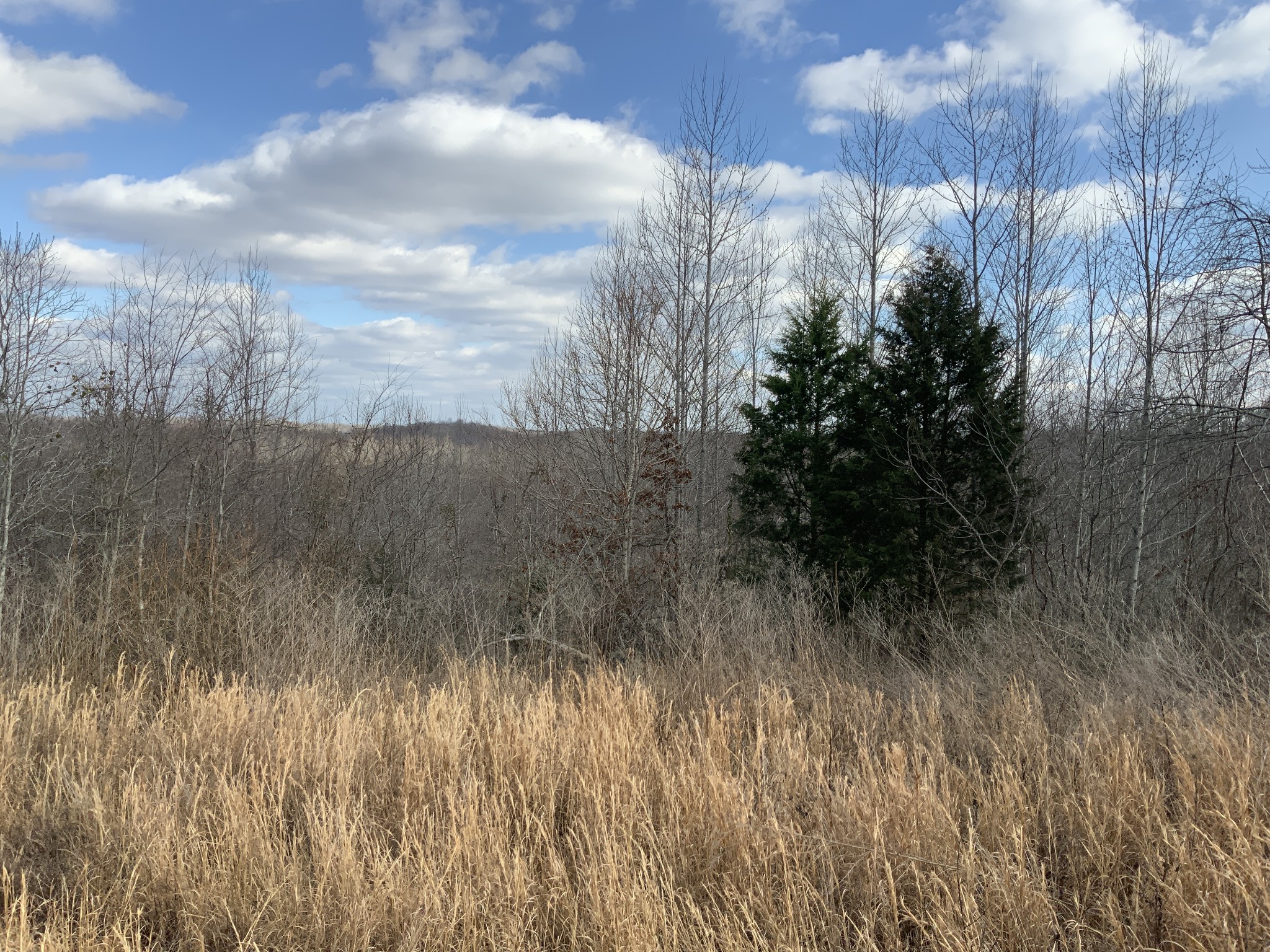 0 Topside Drive Dover, TN 37058 - Photo 20 of 31 a view of a yard