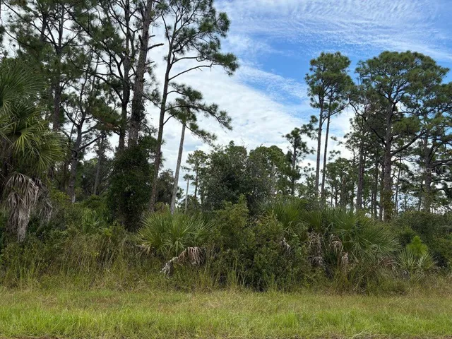 a view of a tree in a yard