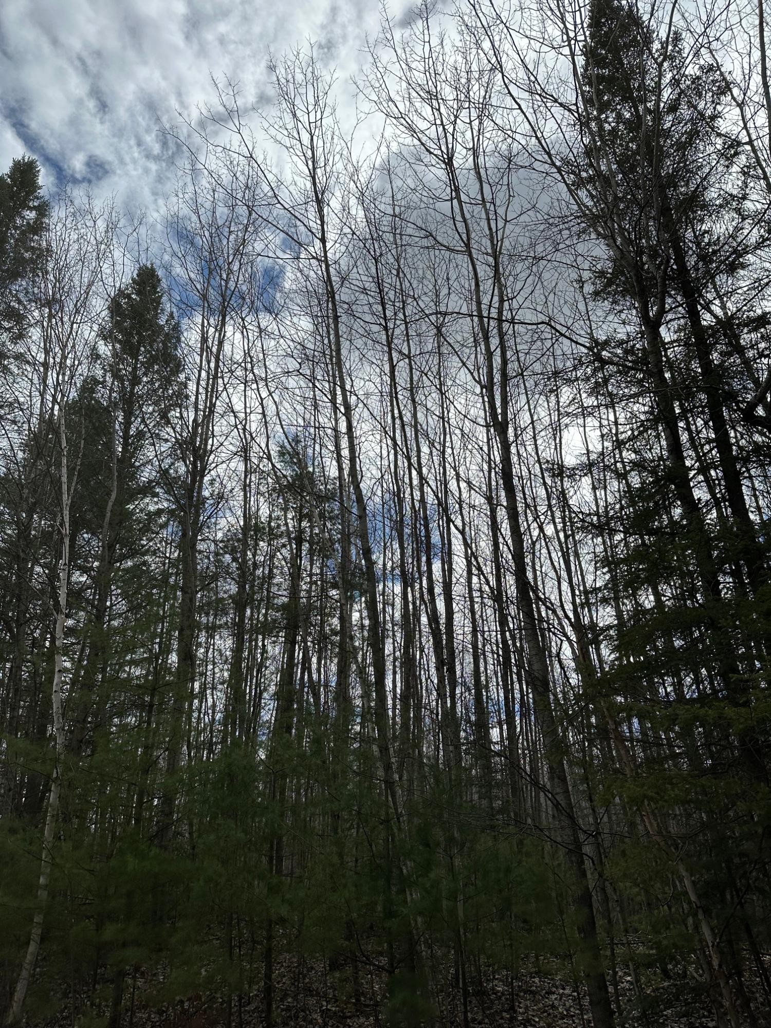 On On Cth A, Unit TRACT 4081 Rhinelander, WI 54501 - Photo 2 of 2 Gallery Image 2