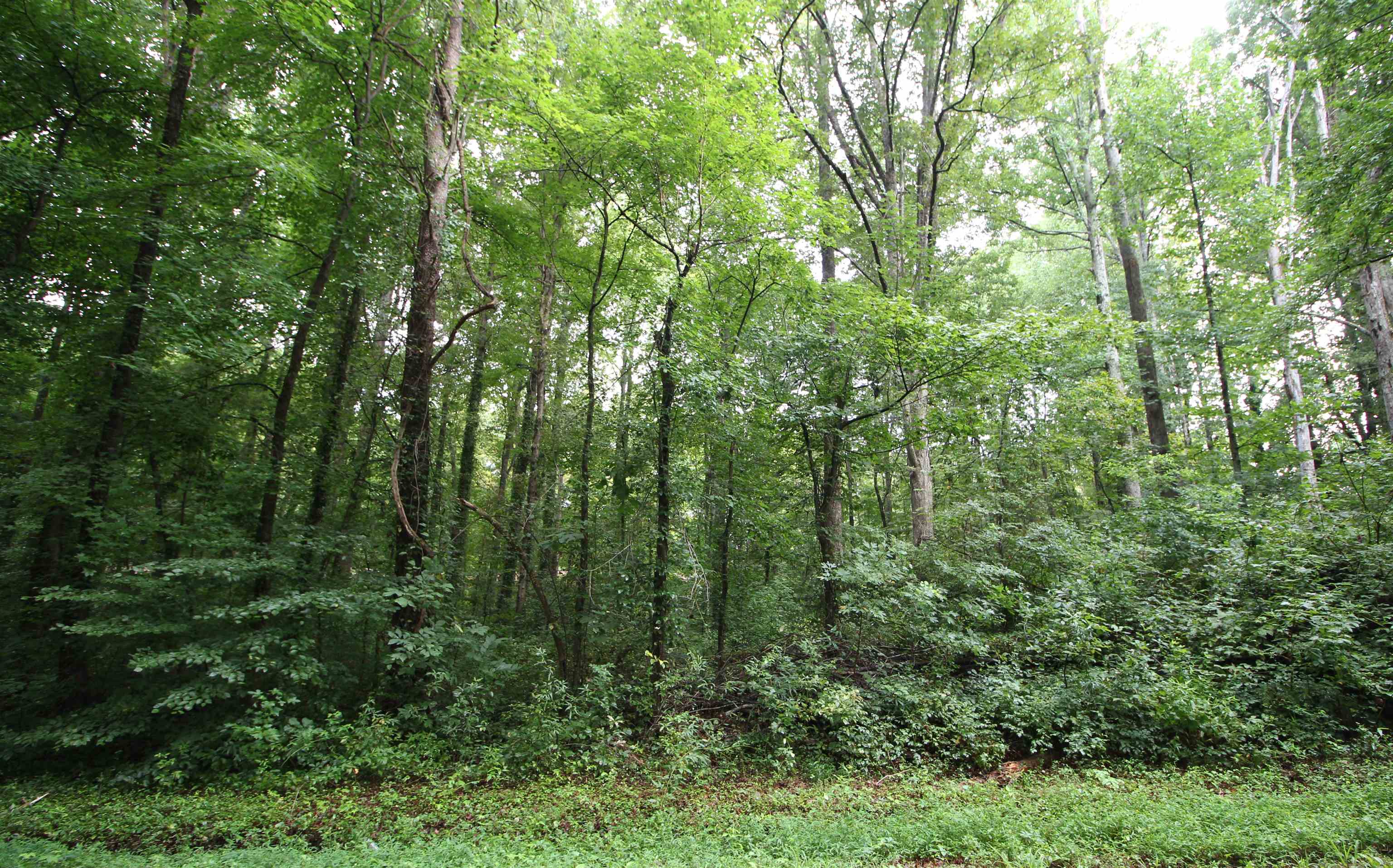 0 Cardinal Street Inman, SC 29349 - Photo 2 of 4