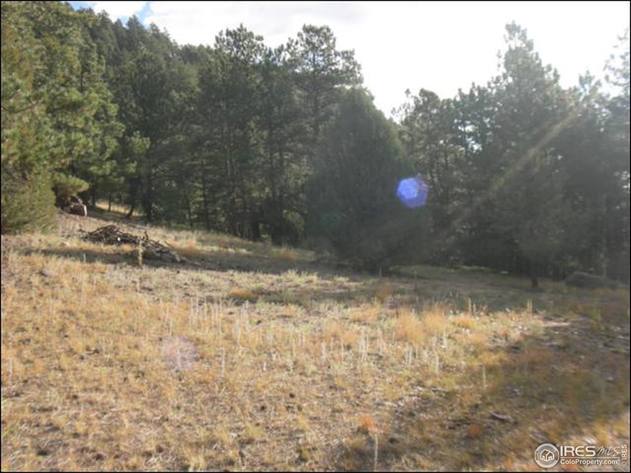 1488 Gold Run Road Boulder, CO 80302 - Photo 8 of 17 a view of a yard with a tree