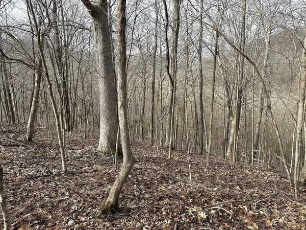 $450,000 | 68.73-acres South Sleepy Hollow Road, Gays Mills, WI 54631