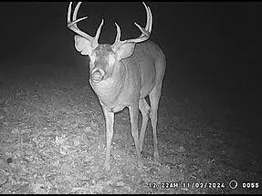 $450,000 | 68.73-acres South Sleepy Hollow Road, Gays Mills, WI 54631