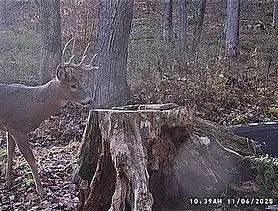 $450,000 | 68.73-acres South Sleepy Hollow Road, Gays Mills, WI 54631