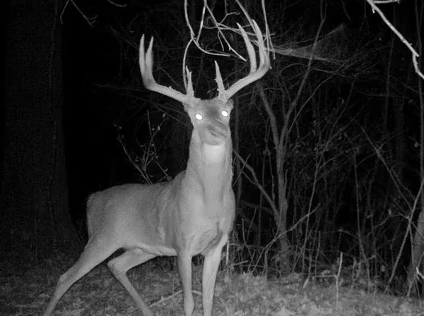 $450,000 | 68.73-acres South Sleepy Hollow Road, Gays Mills, WI 54631