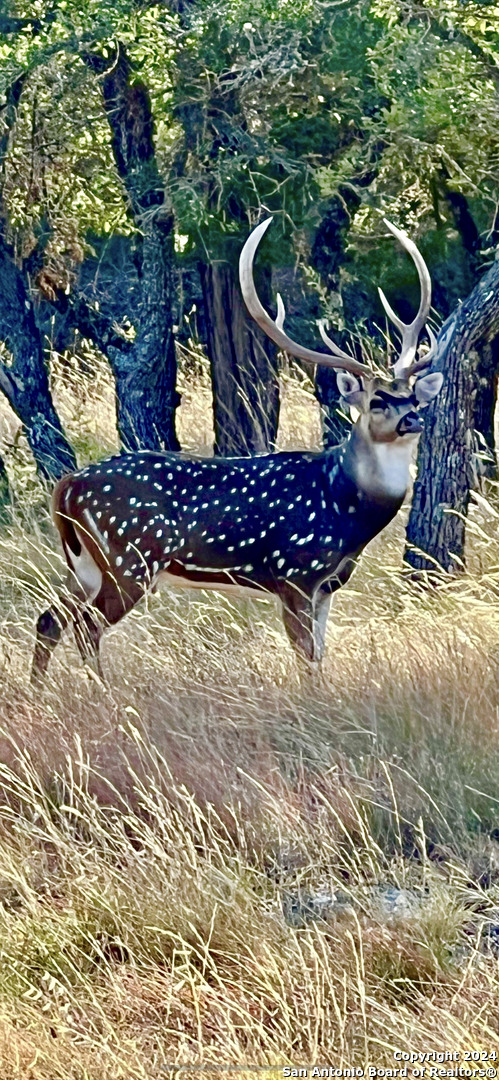 85 Waring Welfare Road Boerne, TX 78006 - Photo 27 of 28 a view of outdoor space and seating area
