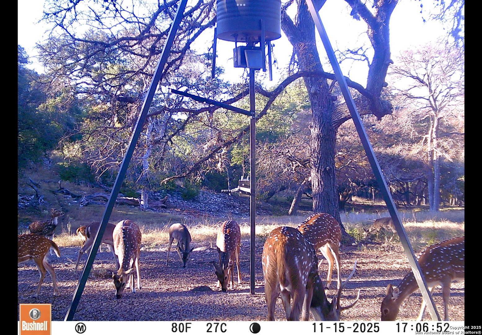 85 Waring Welfare Road Boerne, TX 78006 - Photo 28 of 28 a view of yard with tree in the background