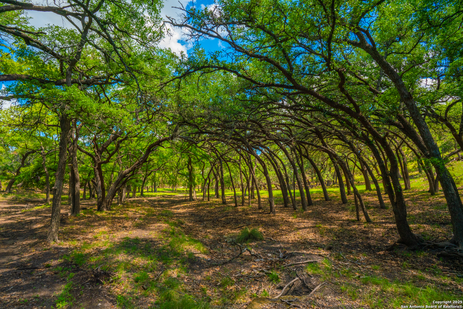 85 Waring Welfare Road Boerne, TX 78006 - Photo 3 of 28 a view of outdoor space with trees