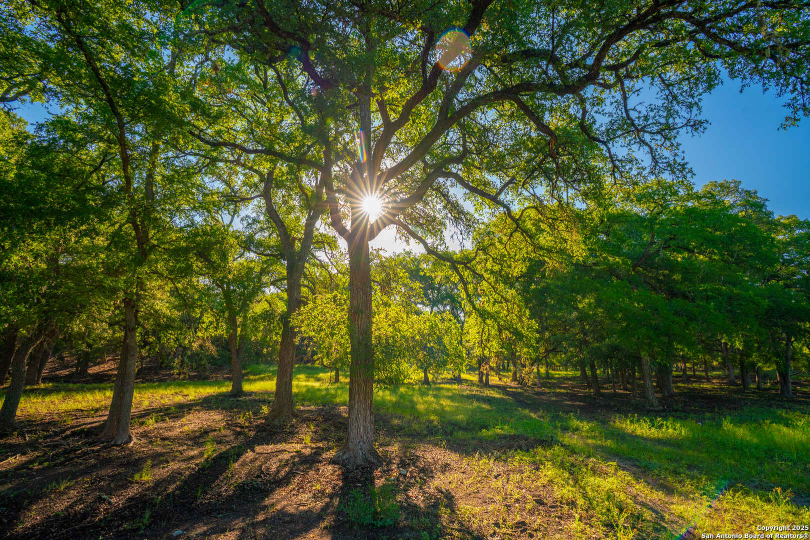 85 Waring Welfare Road Boerne, TX 78006 - Photo 4 of 28 a view of a yard with an trees