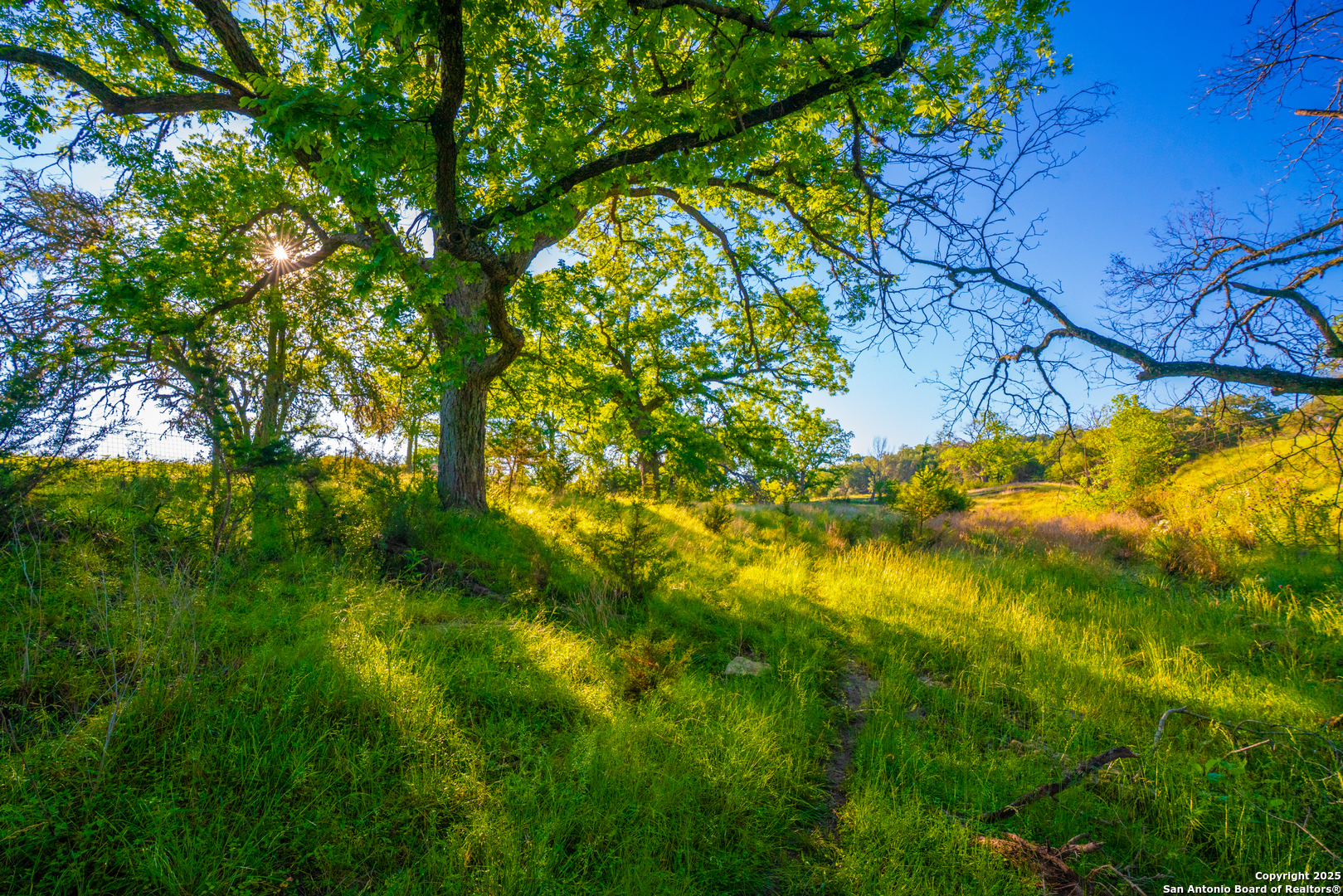 85 Waring Welfare Road Boerne, TX 78006 - Photo 9 of 28 a view of a tree