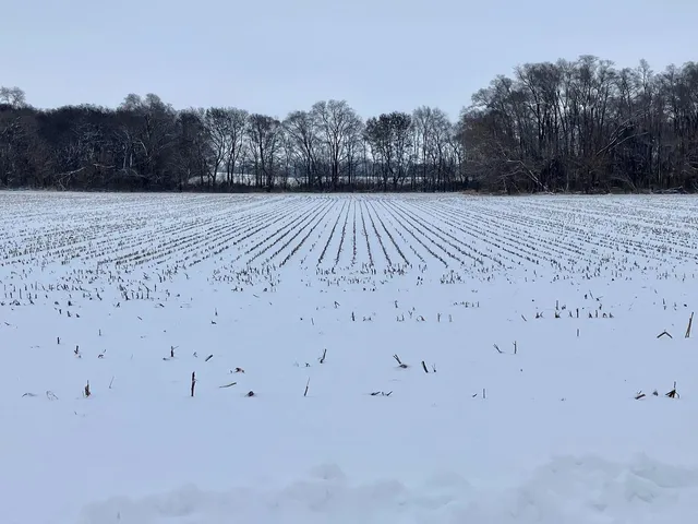 a view of a dry yard