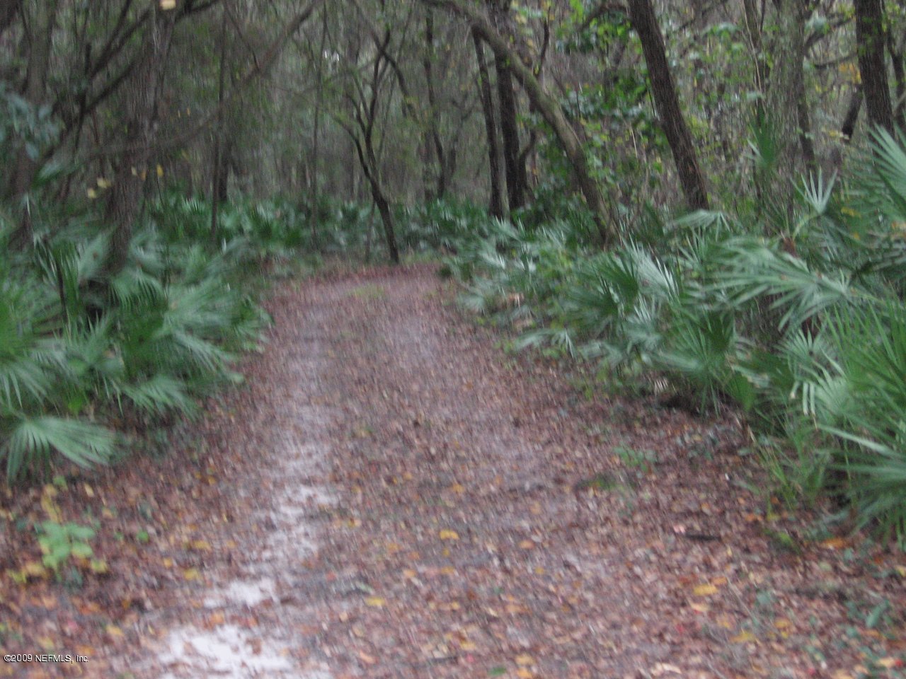 8421 Lilly Lake Road Melrose, FL 32666 - Photo 8 of 12 Driveway