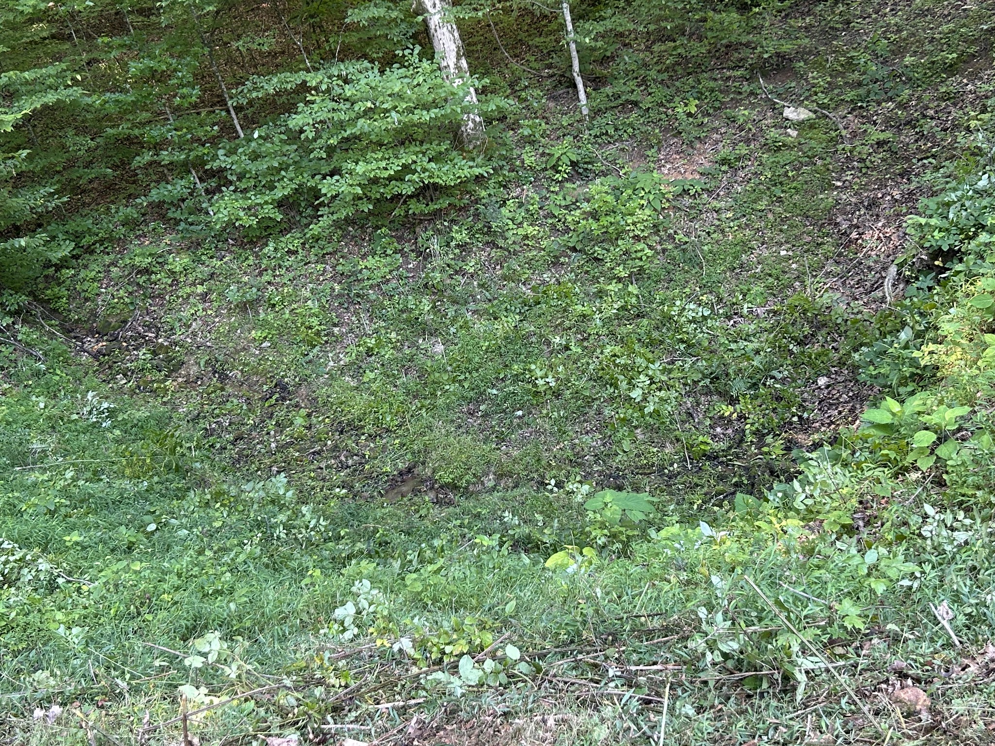 0 East Cave Spring Road Pulaski, TN 38478 - Photo 18 of 93