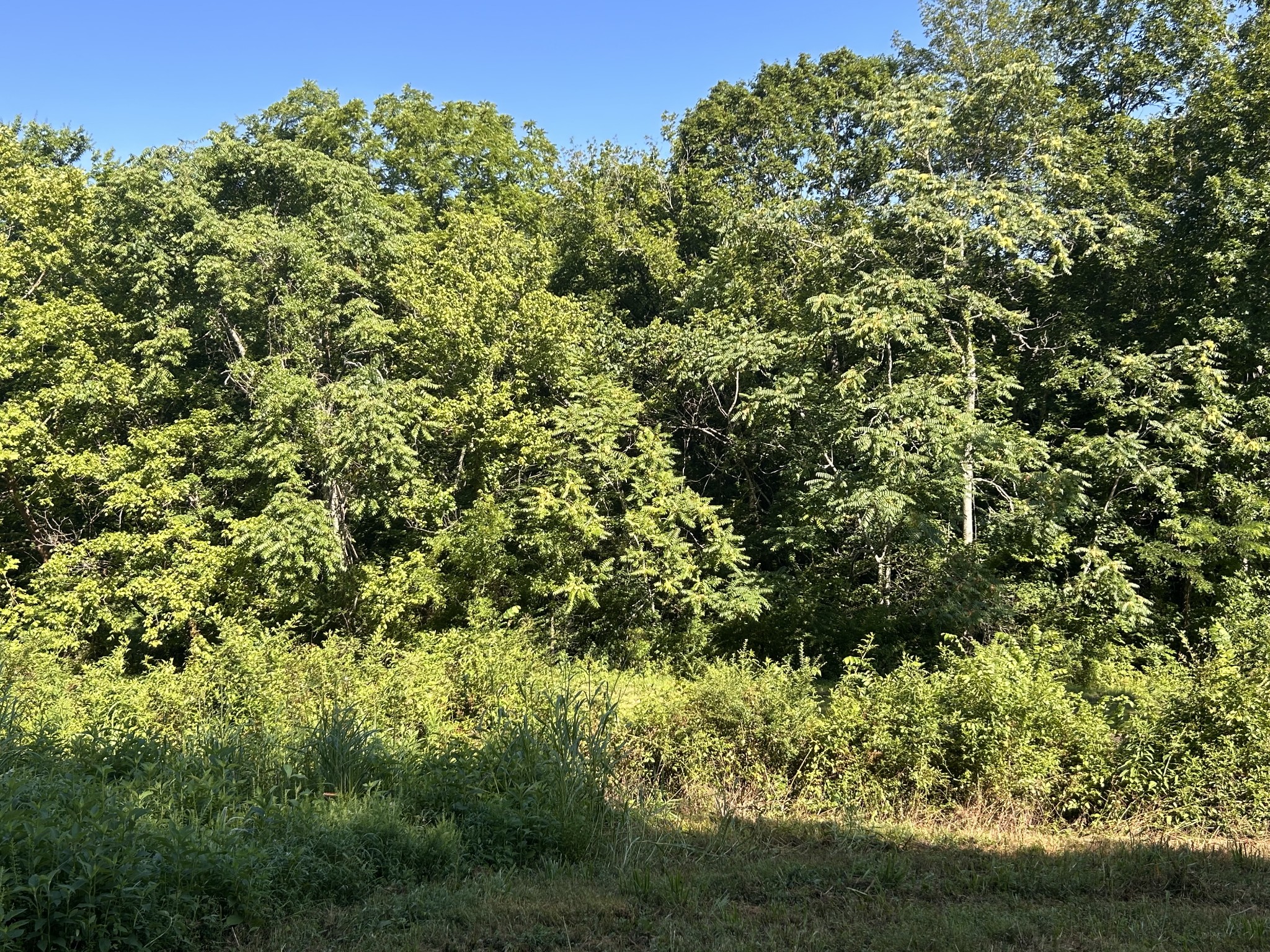 0 East Cave Spring Road Pulaski, TN 38478 - Photo 29 of 93