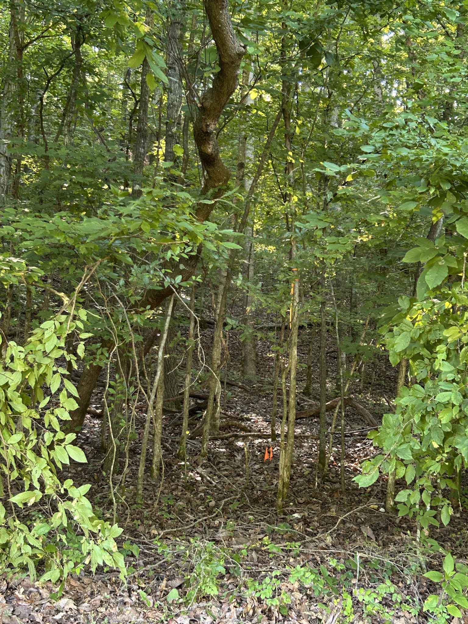 0 East Cave Spring Road Pulaski, TN 38478 - Photo 45 of 93