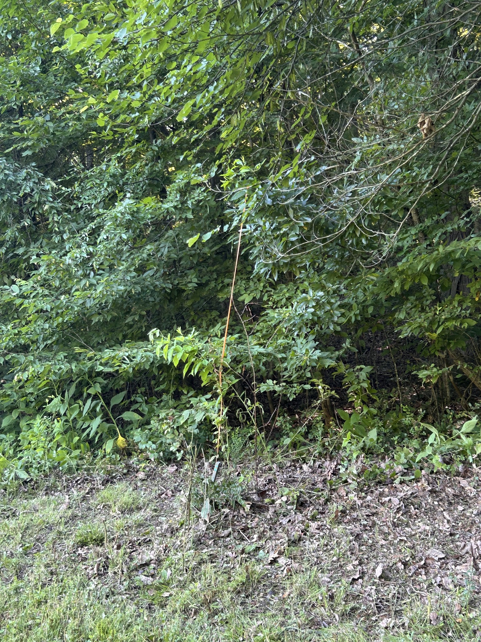 0 East Cave Spring Road Pulaski, TN 38478 - Photo 46 of 93