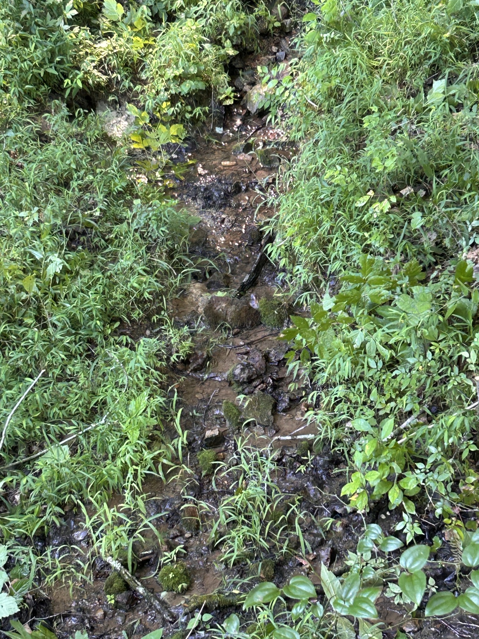 0 East Cave Spring Road Pulaski, TN 38478 - Photo 54 of 93