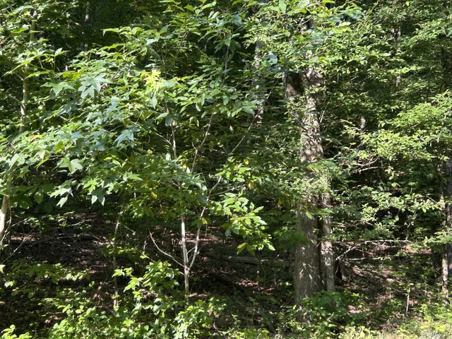 $167,500 | 0 East Cave Spring Road, Pulaski, TN 38478