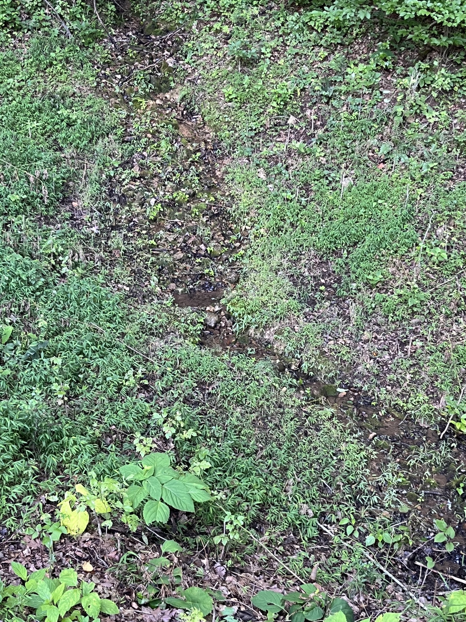 0 East Cave Spring Road Pulaski, TN 38478 - Photo 89 of 93