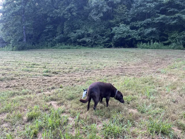 $167,500 | 0 East Cave Spring Road, Pulaski, TN 38478