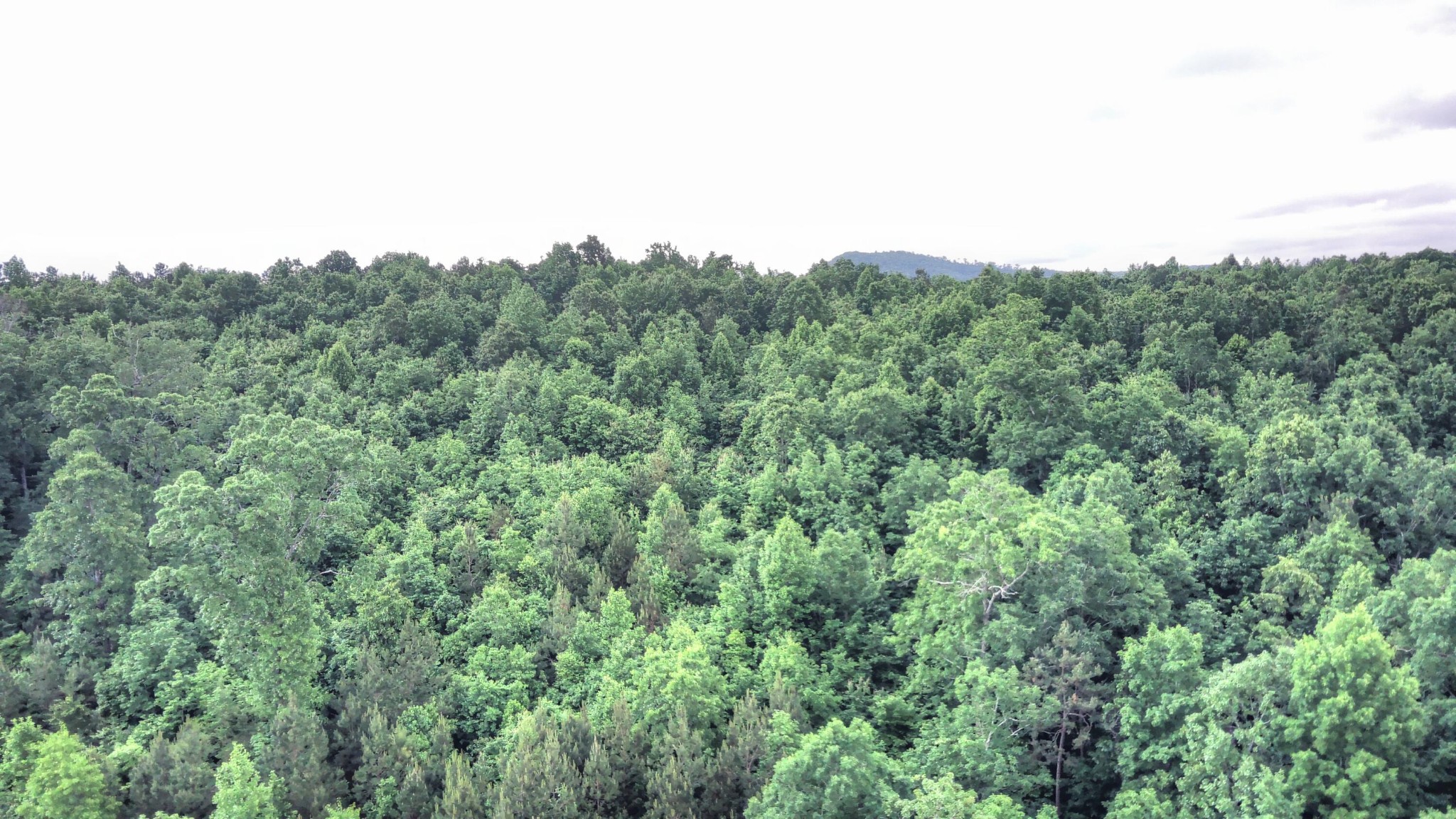 1705 Sling Alley Road Lyerly, GA 30730 - Photo 33 of 52 Gallery Image 33