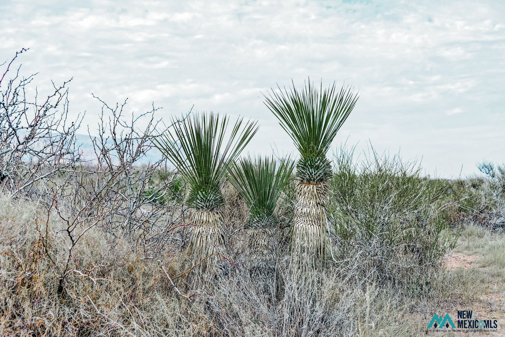 6 Monte Vista Road Southwest Deming, NM 88030 - Photo 19 of 25 Gallery Image 19