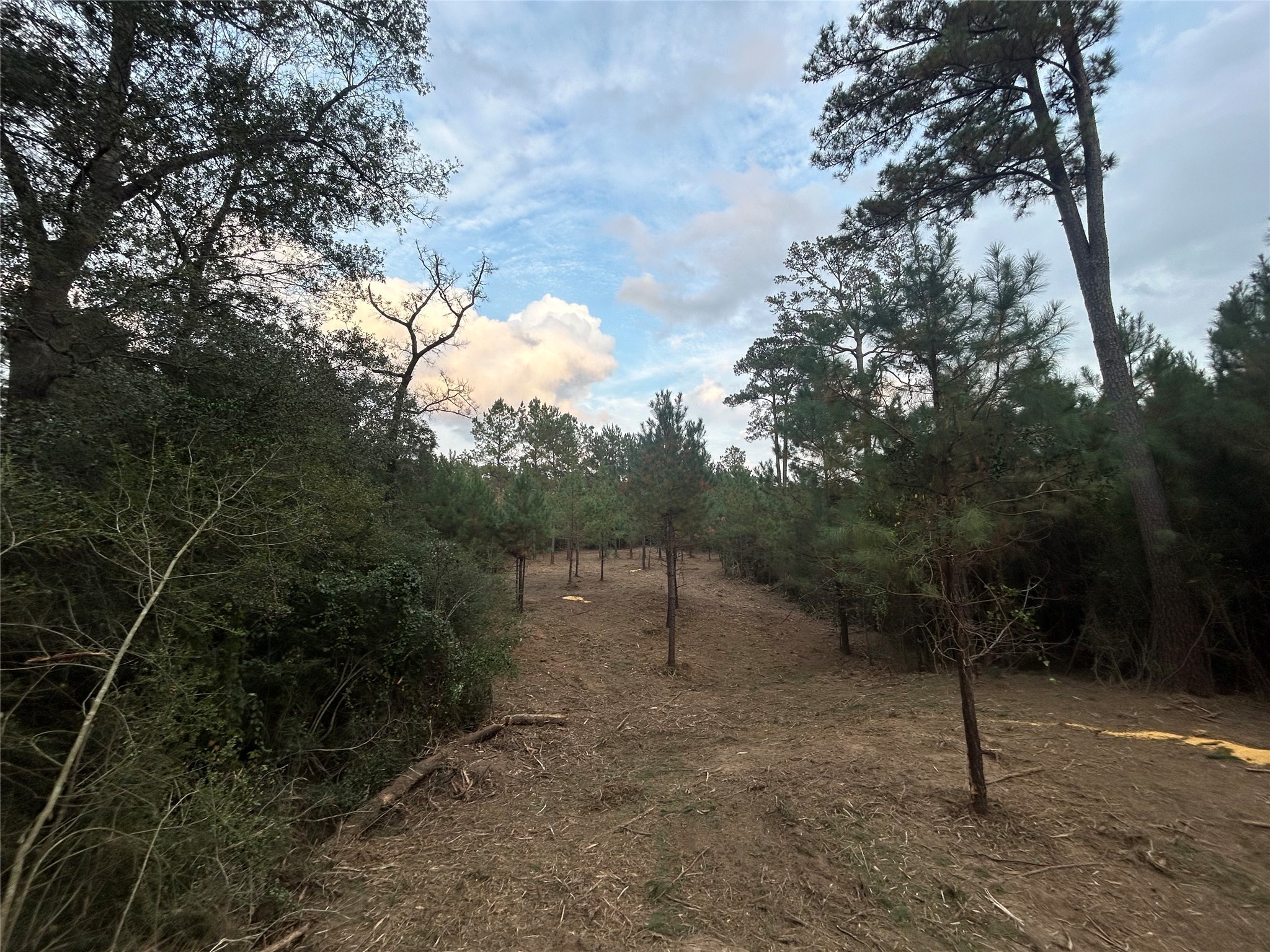 12 Fm 230 Trinity, TX 75862 - Photo 1 of 15 a view of a forest filled with trees