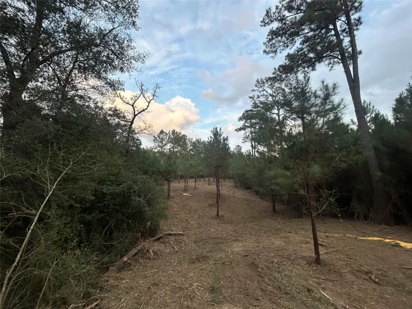 a view of a forest filled with trees
