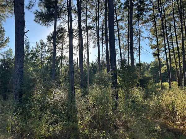 a view of forest