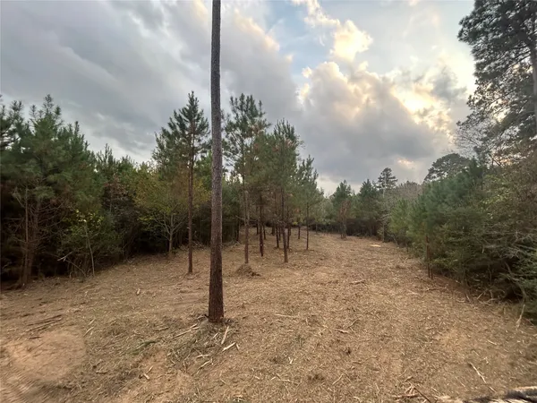 a view of a dry yard with trees